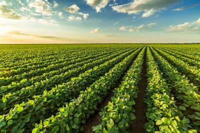 soybean rows in sunset