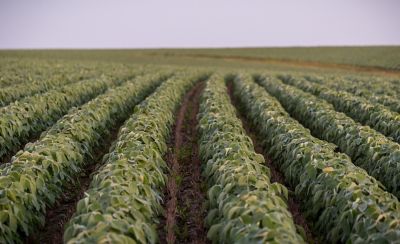 Photo - soybean rows - midseason - for soybean products landing page.