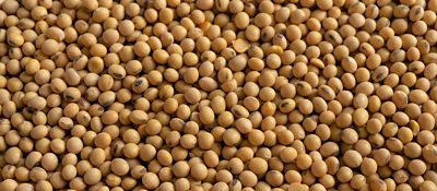 Soybean seeds