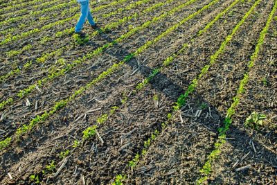 Planting Date Impact on R1-R6