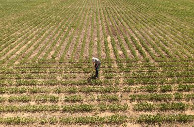 Soybean Seeding Rates