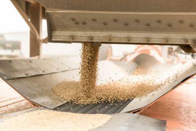 Photo - soybean seeds on conveyor belt