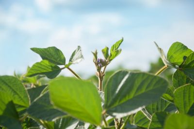 soybean flower