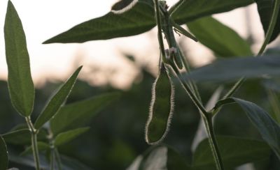 soy bean leaves close up