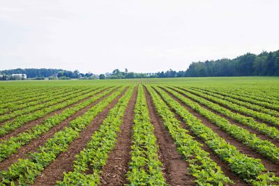 Campo agrícola con hileras uniformes de plantas jóvenes de soja que se extienden hacia el horizonte bajo un cielo parcialmente nublado, rodeado por árboles y vegetación al fondo.