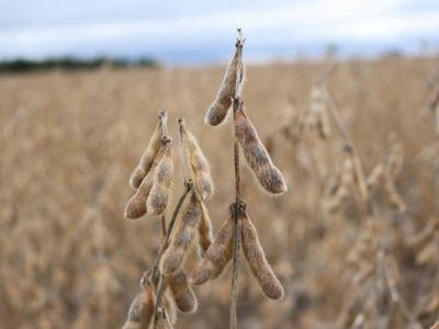 fuzzy soybean plant