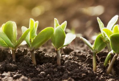 soybean_plant_sprouts