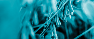 blue soybeans graphic