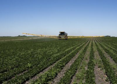 soybean field - early season