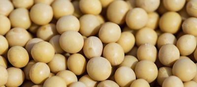 soybeans