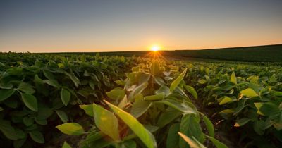 soybean beauty shot