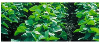 Soybean field - closeup - beauty shot - midseason