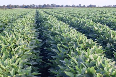 Soybean beauty shot