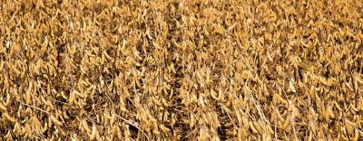 Soybean field ready for harvest