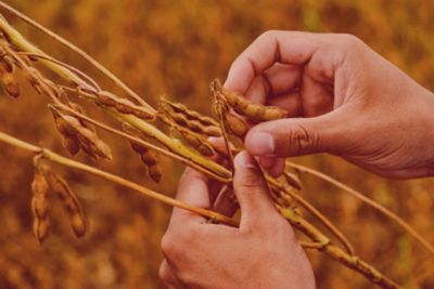 Hands inspecting soybeans at harvest