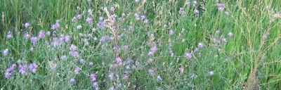 spotted knapweed