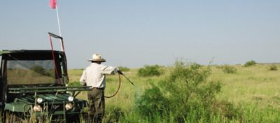 ground broadcast application of mesquite