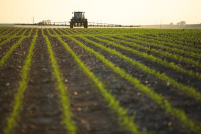 sprayer in corn field