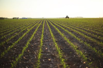 Sprayer in early corn at sunrise