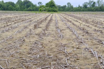 Spring field before burndown