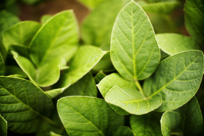 soybean leaves