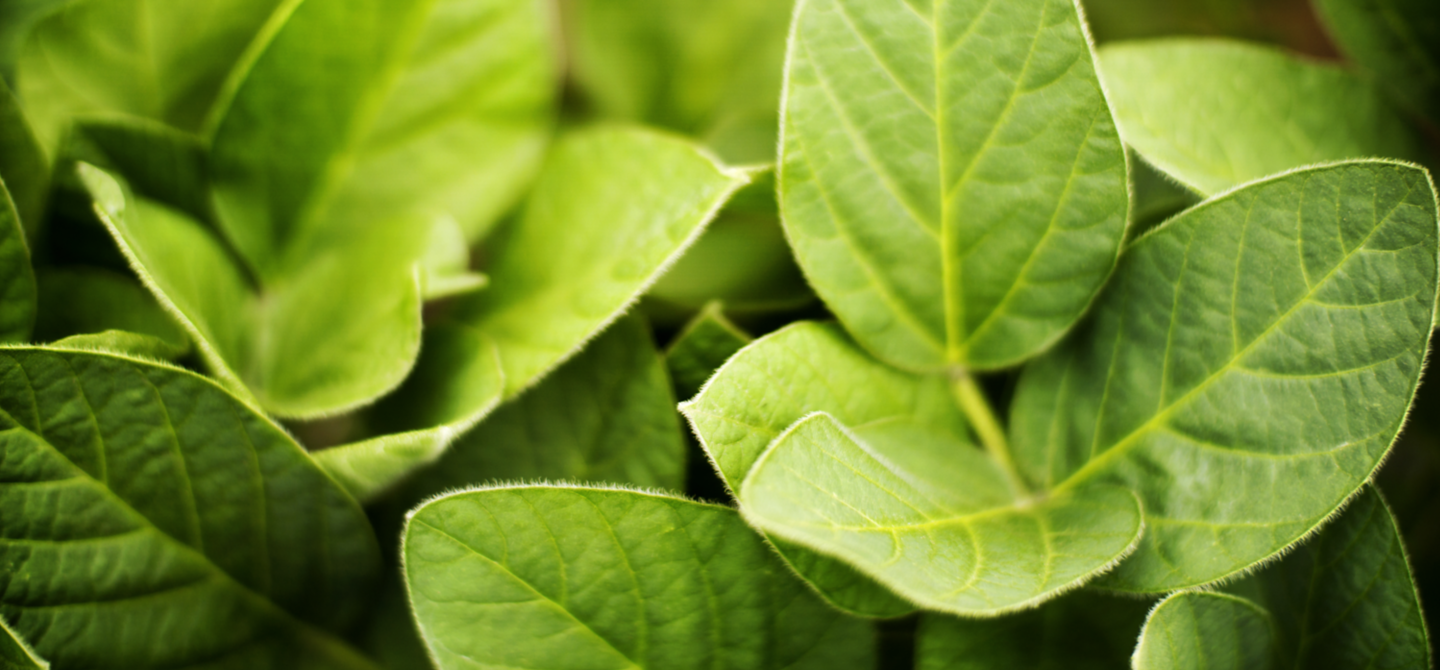 soybean close up