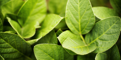 soybean close up