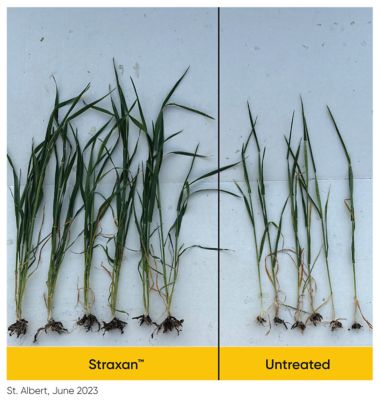 St Albert Comparison - Straxan