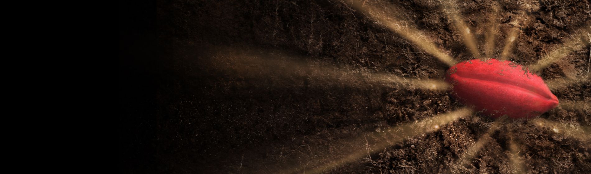 straxan treated seed