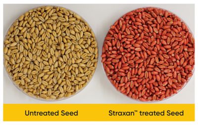 Treated vs untreated seed comparison for Straxan