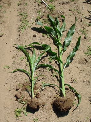 corn plants showing stunted growth