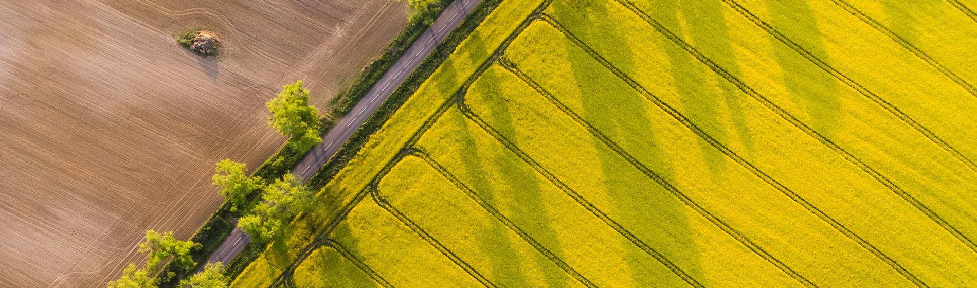 diagonal canola field