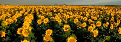 Delivering High Yield Potential Sunflower Hybrids