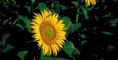 Sunflower in field - full bloom