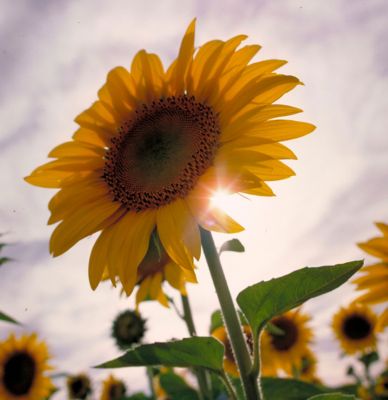 Protect Your Sunflower Seed