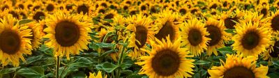 Find the Right Sunflower Hybrid for Every Acre