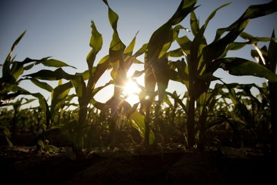 Sunrise through corn stalks