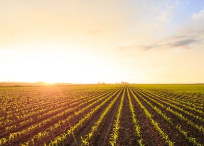 Sunset over corn field spring