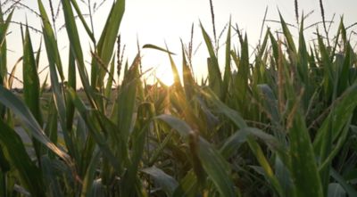 Sunset through corn stalks