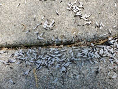 Swarming termites on sidewalk