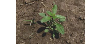 Tall waterhemp