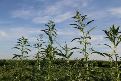 Tall Waterhemp