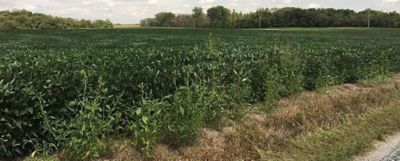 Tall waterhemp along the edge of a soybean field.