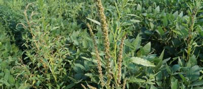waterhemp