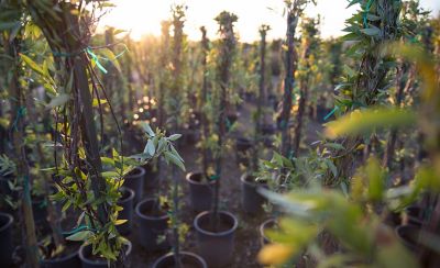 Tall plants in pots