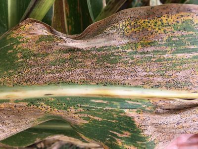 tar spot on corn leaves