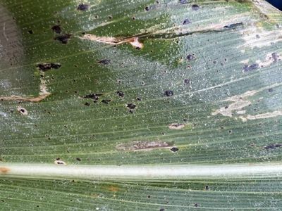 Tar spot on corn leaf