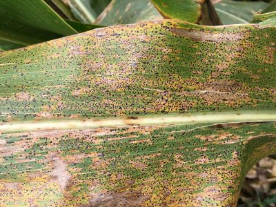 Tar spot on corn leaf