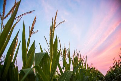 Tasseld corn at sunrise