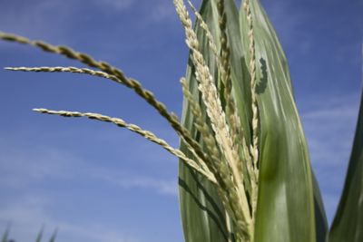 Tasseling corn